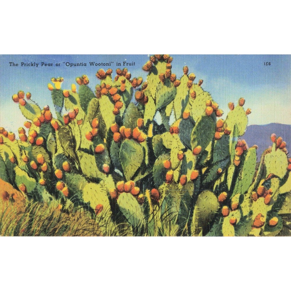 Vtg Prickly Pear Cactus Opuntia Wootoni in Fruit Linen Postcard Tichnor #156 - Picture 1 of 2